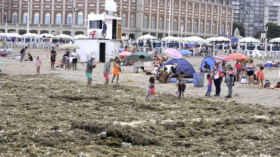 Mar del Plata fue invadida por algas y cápsulas de caracoles