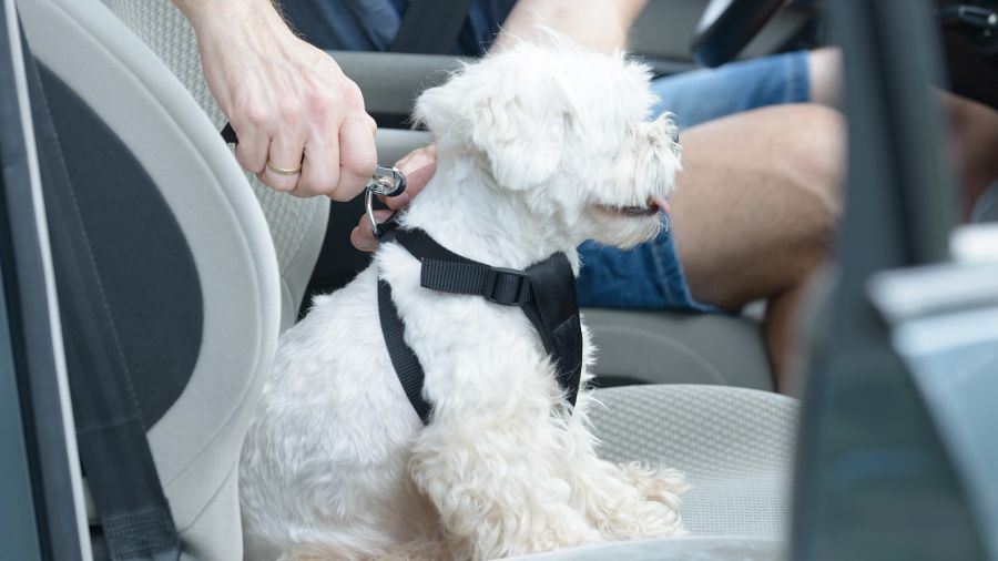 Cómo hacer del viaje en auto agradable también para nuestras mascotas