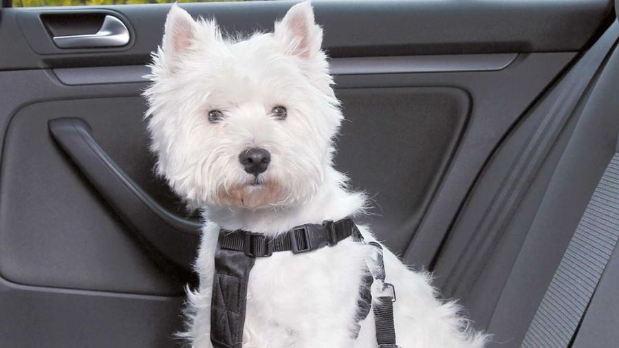 Cómo hacer del viaje en auto agradable también para nuestras mascotas