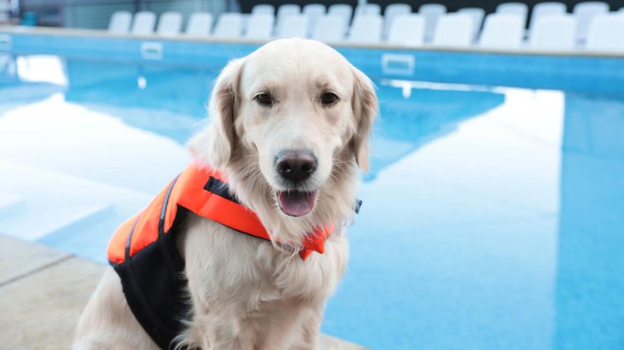 Perritos en la piscina