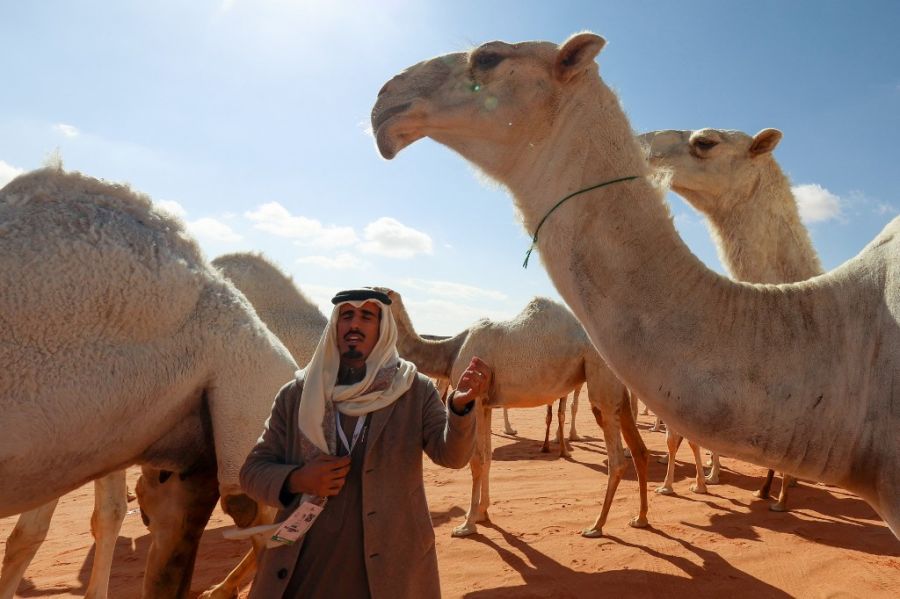 camels