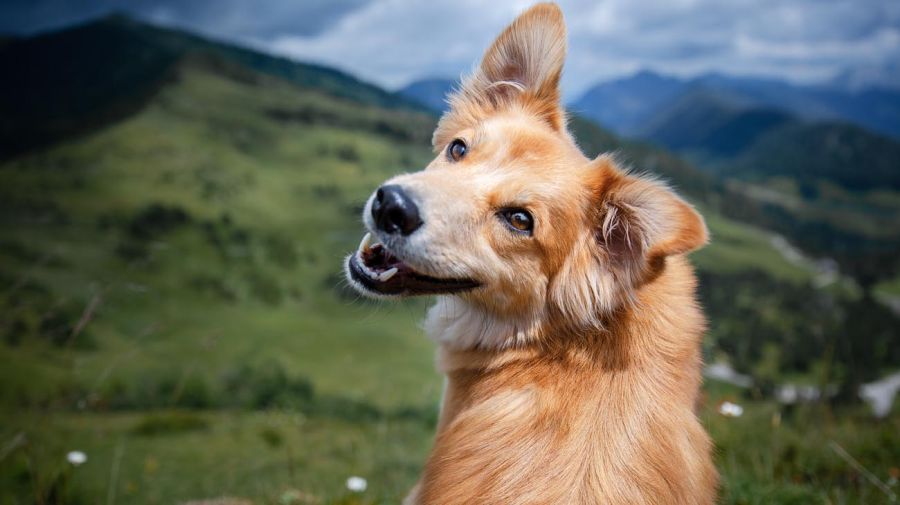 perros y gatos