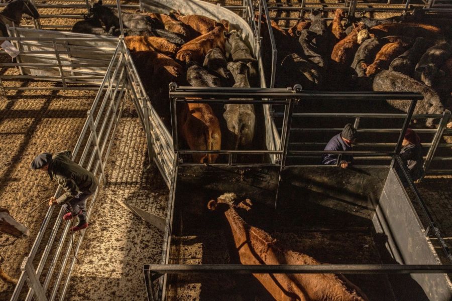 The Canuelas Beef Market As Argentina Meat Exports Rise Year-Over-Year