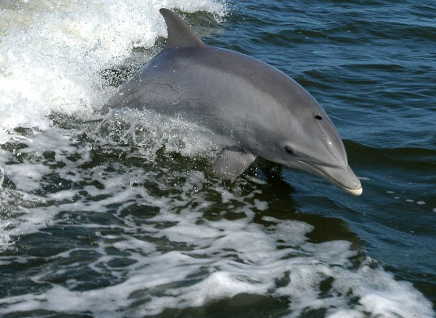 01-31-Avistamiento de delfines oscuros en Patagonia.