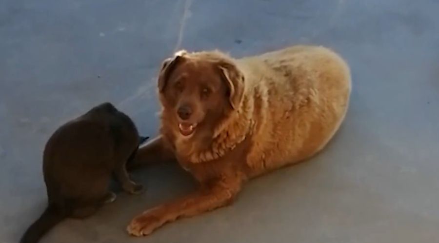 Bobi, el perro más viejo del mundo 20230204