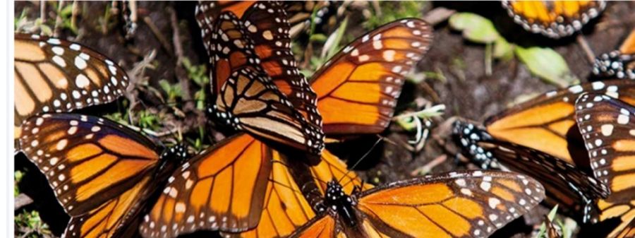 0702_mariposa monarca occidental