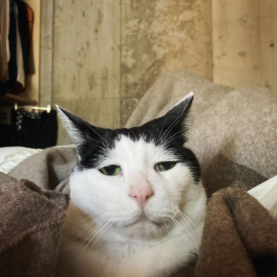 Pancho, el gato más triste del mundo