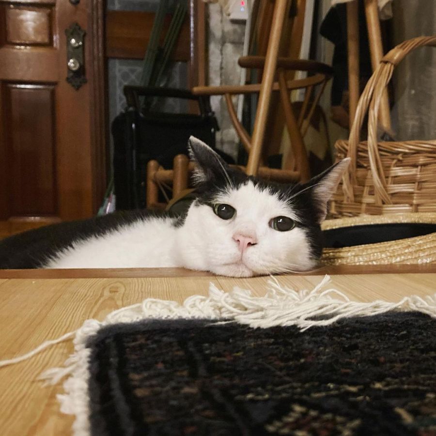 Pancho, el gato mas triste del mundo