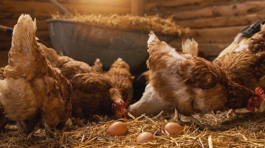 Gallinas en gallineros, producción de huevos