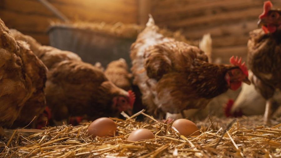 Gallinas en gallineros, producción de huevos