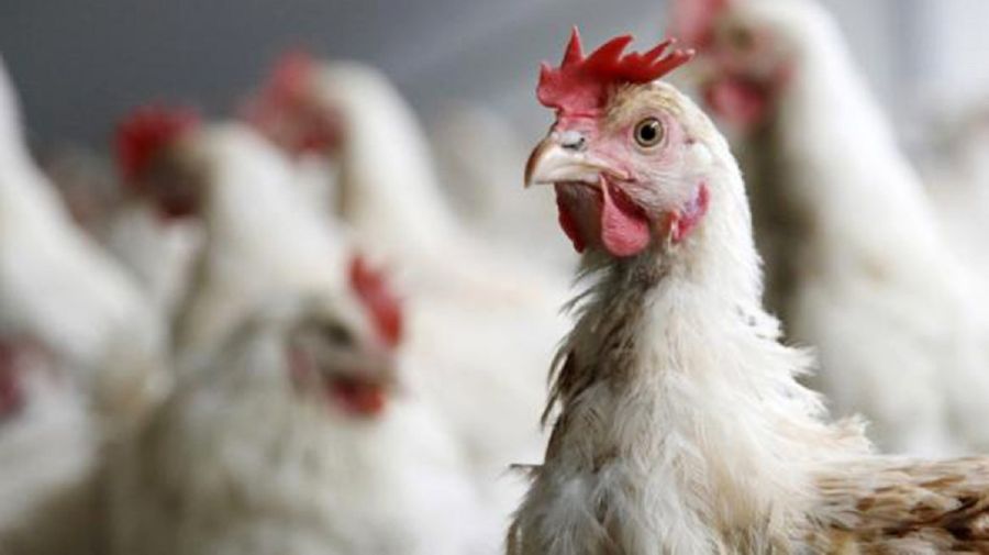 Gripe aviar en Argentina: todo lo que necesitas saber sobre esta enfermedad