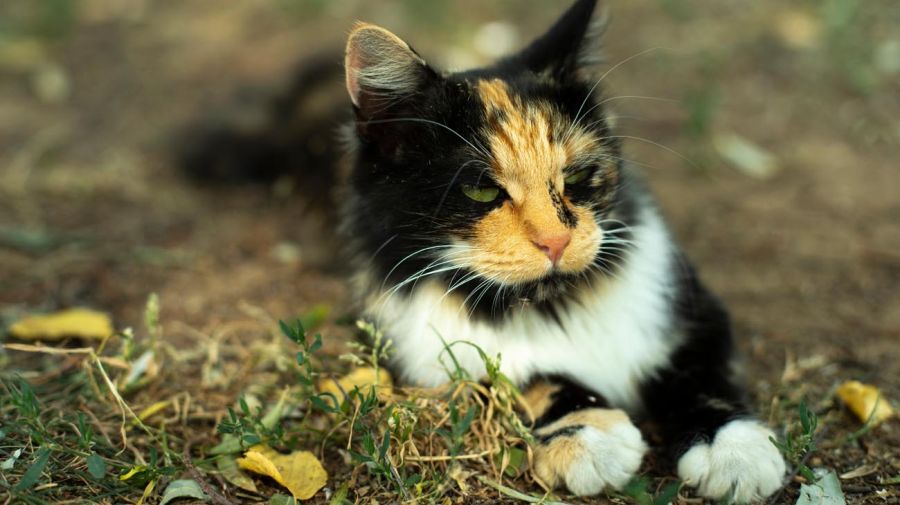 2.000 gatos muertos destinados a la medicina tradicional en Vietnam