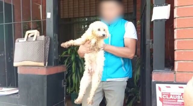 Caniche rescatado tras una denuncia de un vecino por maltrato animal