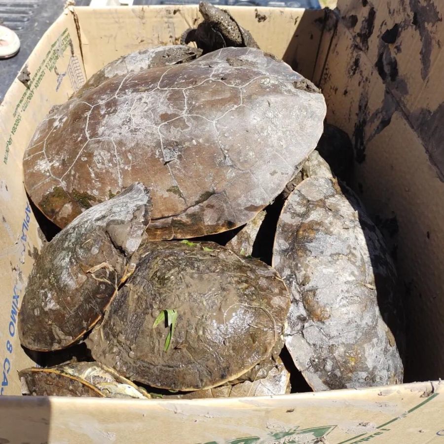 Rescate de tortugas acuáticas en Goya, Corrientes