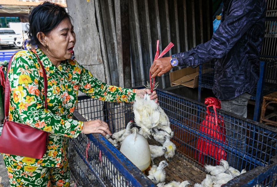 Gripe aviar en Camboya