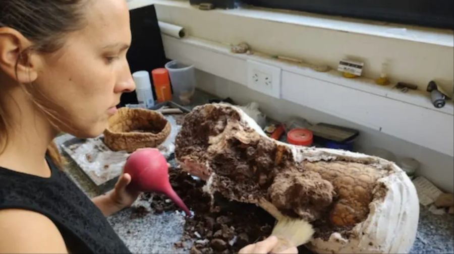 Dos niños encontraron restos de un animal de 5 millones de años de antigüedad en Mar del Plata