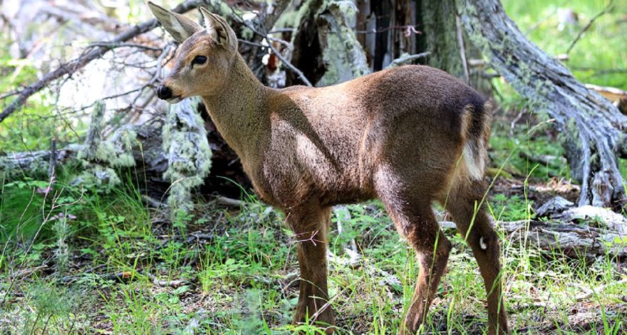 0703_huemul