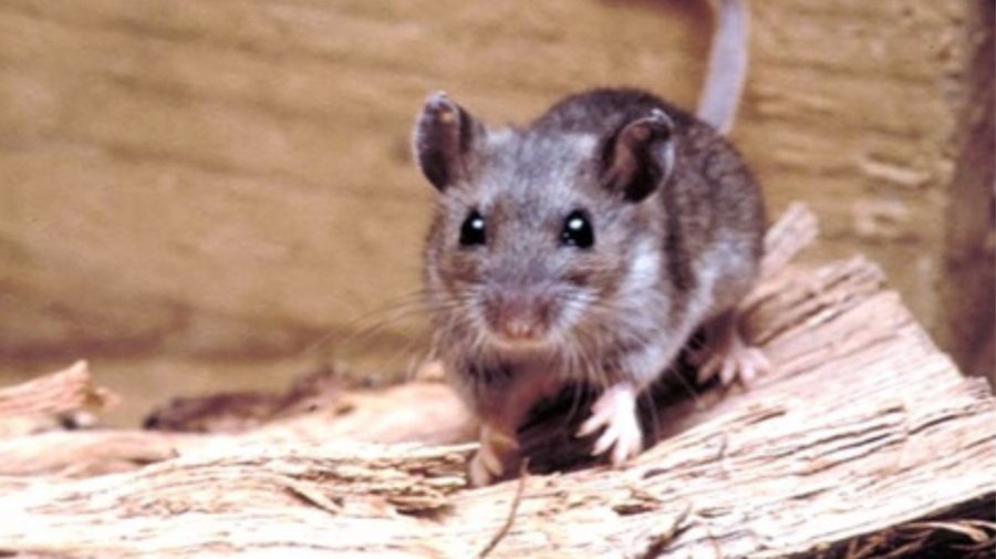 Hantavirus