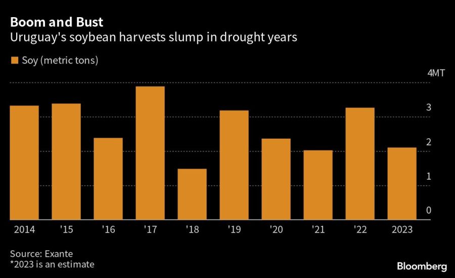 Boom and Bust | Uruguay's soybean harvests slump in drought years