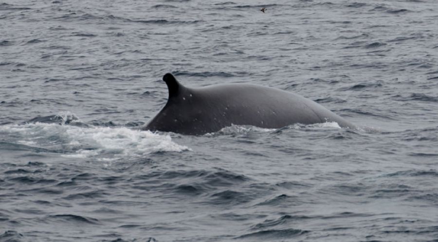 1104_Sei Whales