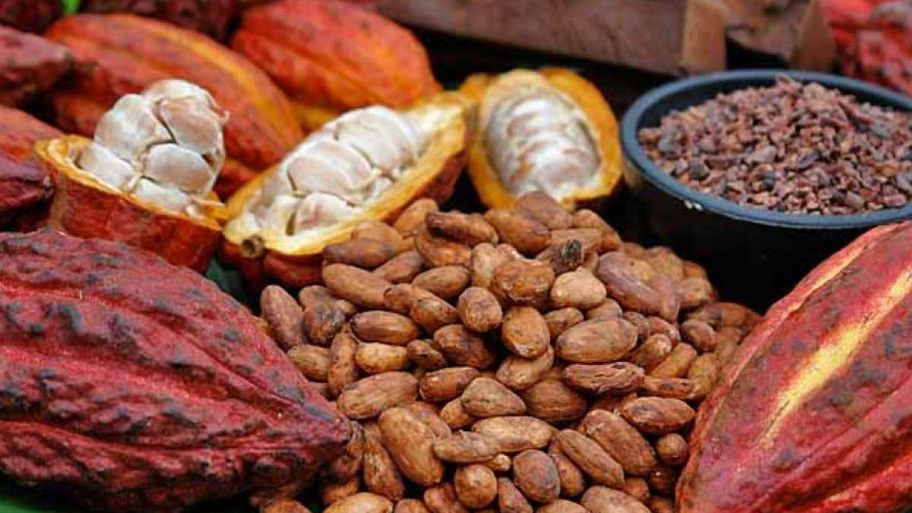 Frutos frescos de cacao en Ecuador, base de la experiencia turística sostenible de la Ruta del Cacao