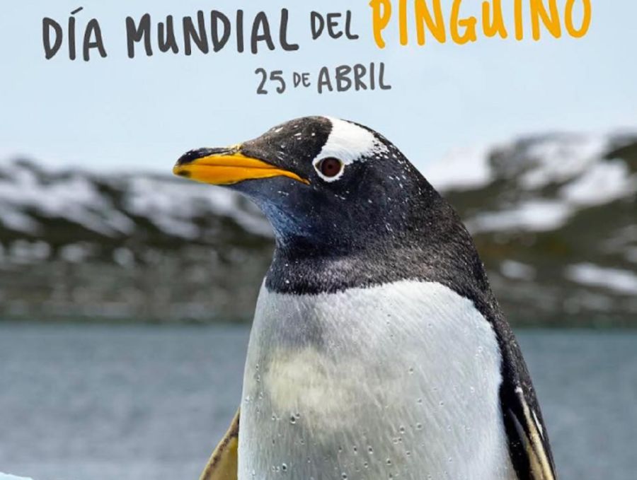 2504_pinguinos