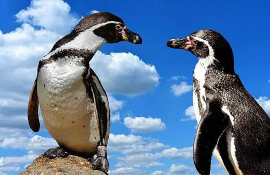 2504_pingüinos
