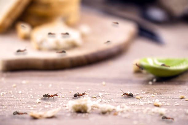 Decile chau a las hormigas con este ingrediente de tu cocina