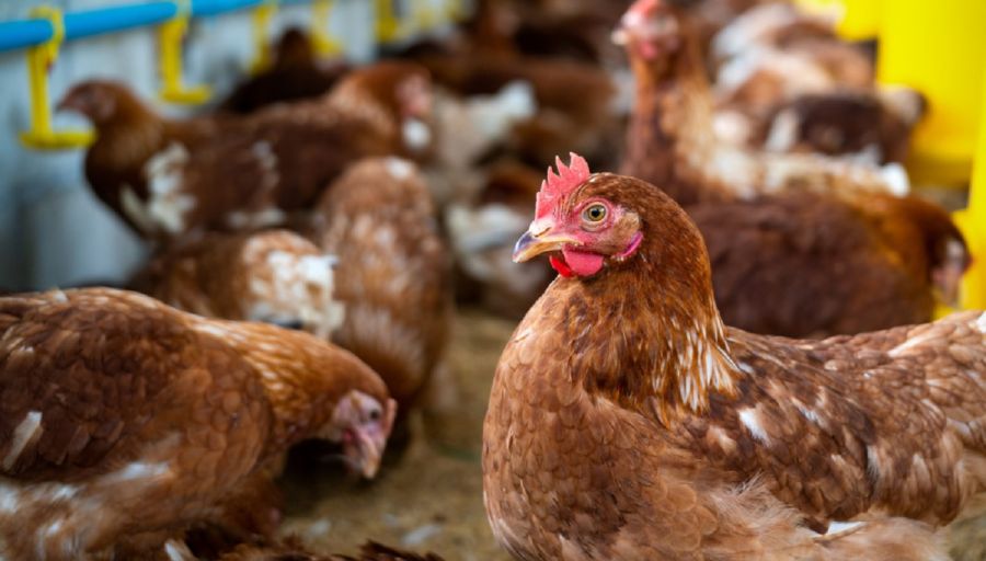 Gripe aviar: tensión entre los productores de pollos y los de huevos por una vacunación masiva