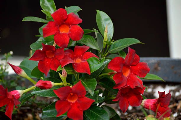 6 plantas con flores bonitas para decorar tu casa