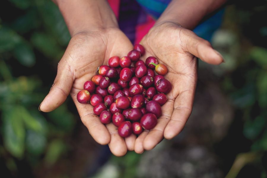 Cafeteras del Peru