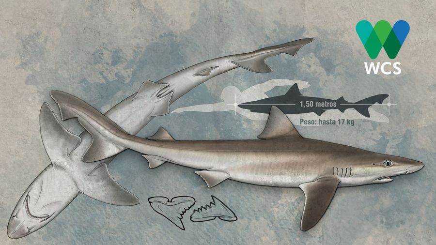 1105_tiburones