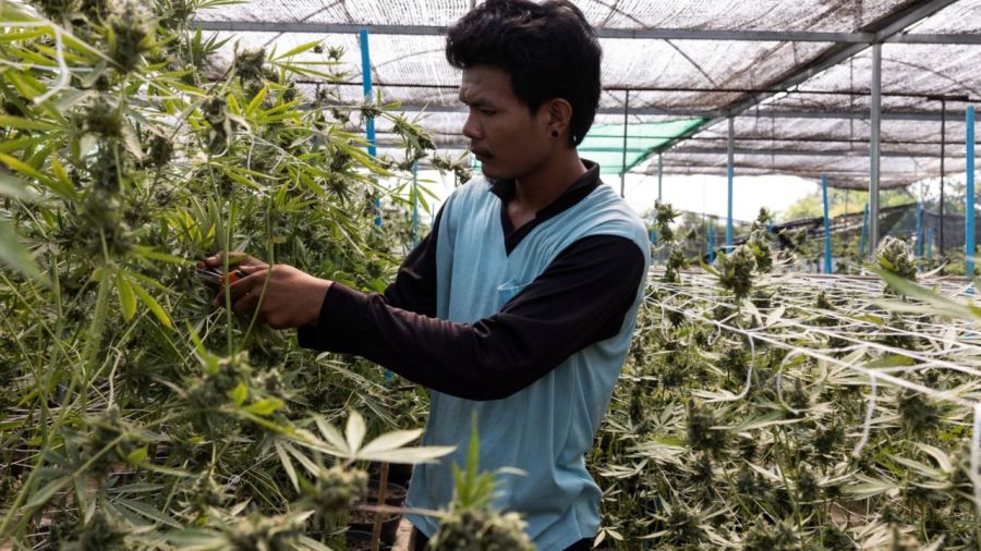 La industria del cannabis en Tailandia