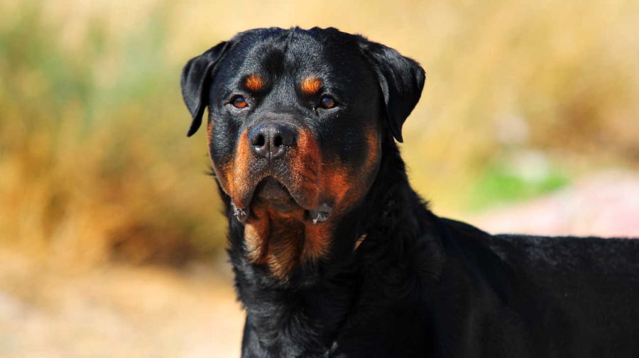 Perros de razas de guardia 20230512