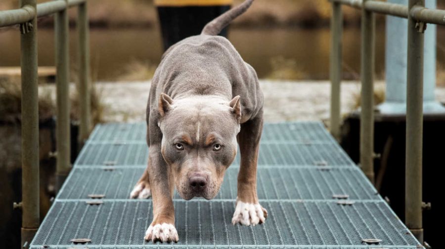 Perros de razas de guardia 20230512