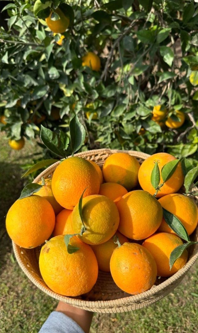 Juliana Awada usó un Total denim look con zapatillas para recolectar su cosecha de naranjas