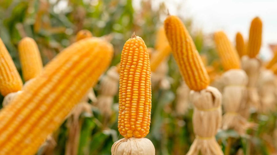 Cultivos de maíz