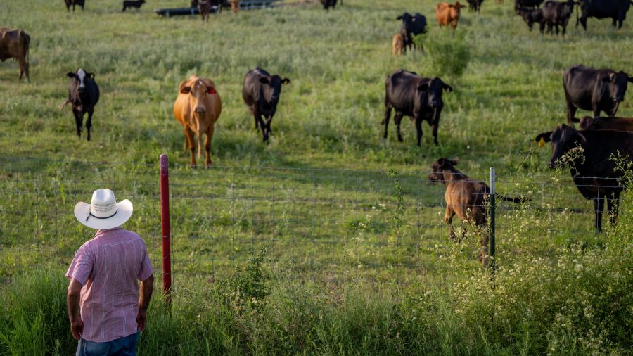 Fotogaleria El granjero José Esquivel inspecciona su campo de ganado en Quemado, Texas. Ganaderos y agricultores han comenzado a sacrificar sus rebaños de ganado debido a la sequía y los altos costos en la región