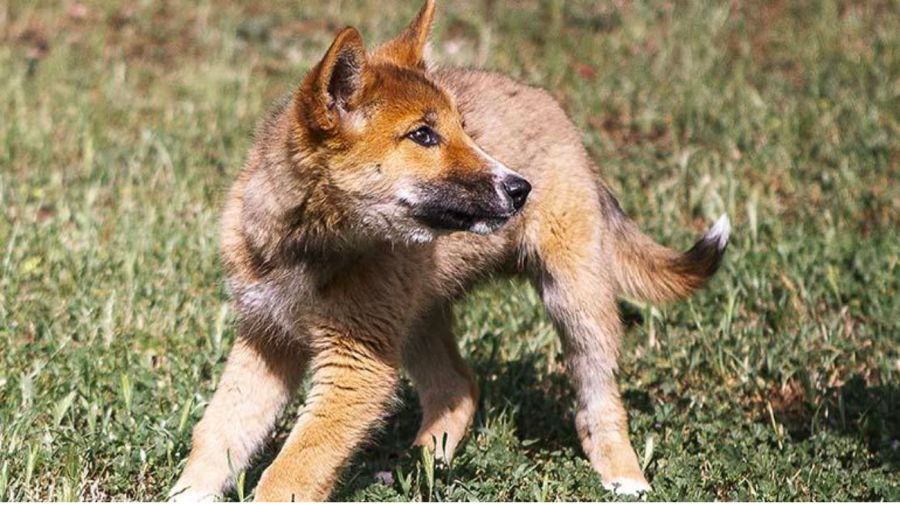 Los temibles dingos: cómo son los ataques delos perros lobo australianos