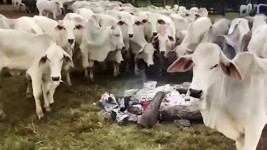 Un productor brasileño distribuyó hogueras para evitar la muerte de sus vacas por hipotermia