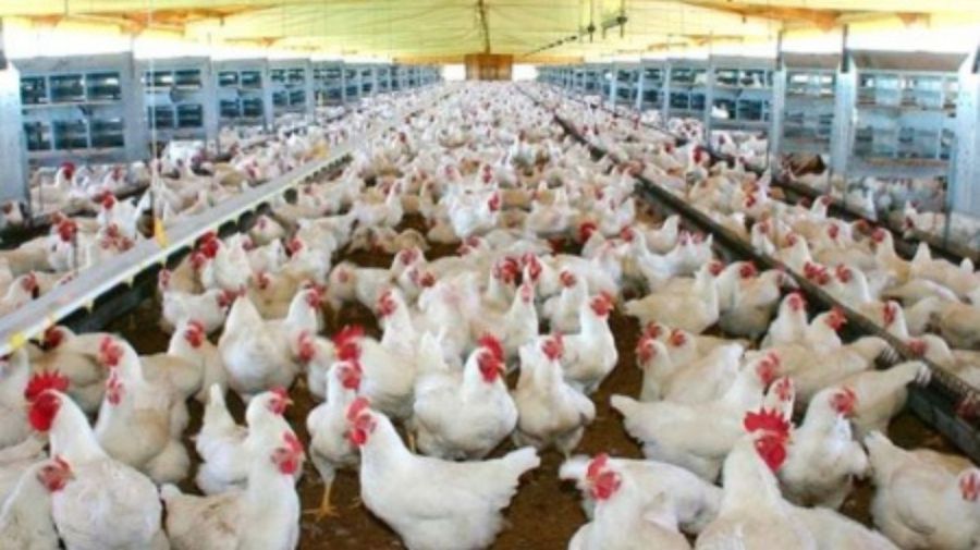 Gripe aviar: productores de huevos reclaman la vacunación masiva y una quita en el IVA