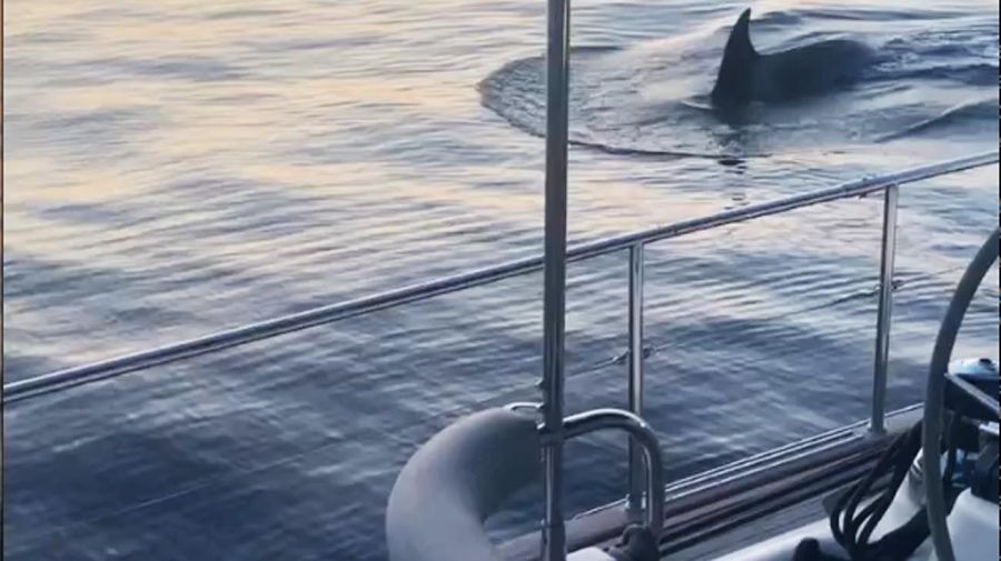 Acercamientos y ataques de orcas a diferentes embarcaciones varios que ocurrieron en el estrecho de Gibraltar