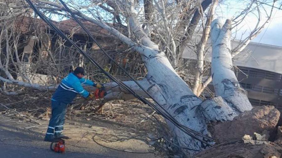 Árboles caídos y destrozos en Mendoza por el fuerte viento Zonda 20230721