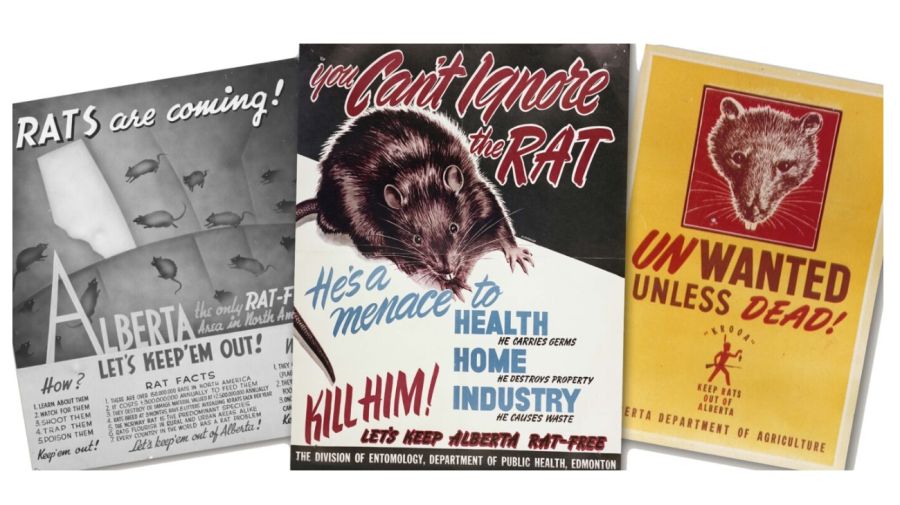 Campaña contra las ratas en Canadá