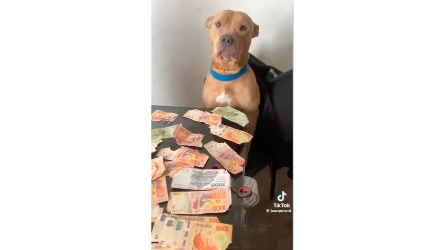 Dejó solo a su perro y lo encontró con $30 mil en billetes rotos: la insólita reacción de la mascota