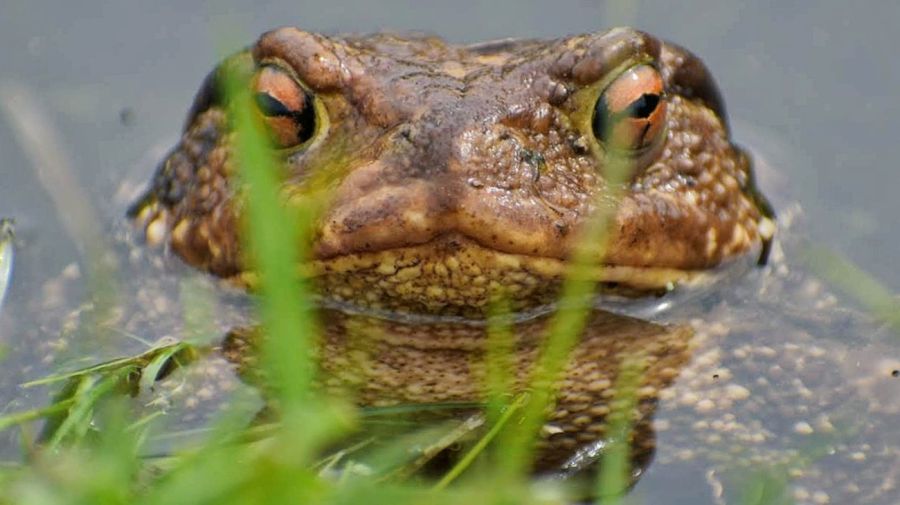 Sapo bufo del desierto de Sonora