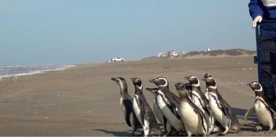 1508_pingüinos magallánicos