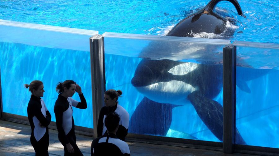 Murió Lolita, la orca que pasó 52 años en el Sea World de Miami.