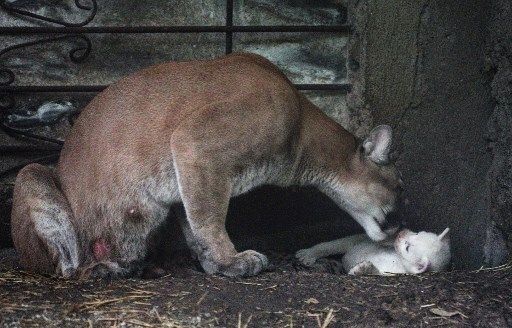Nació un Puma albino en el zoo de Nicaragua