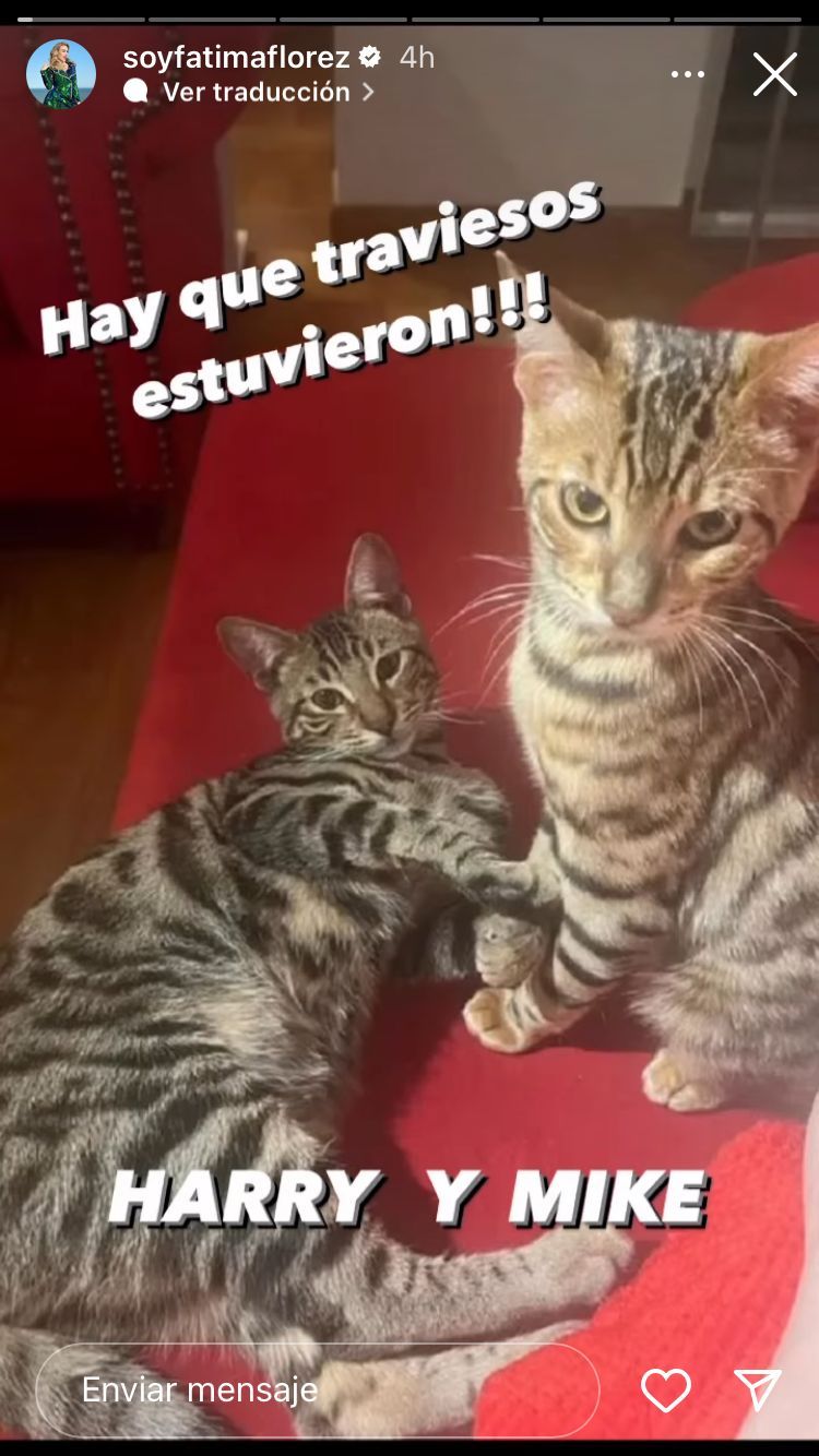Harry y Mike, los gatos de Fátima Flórez